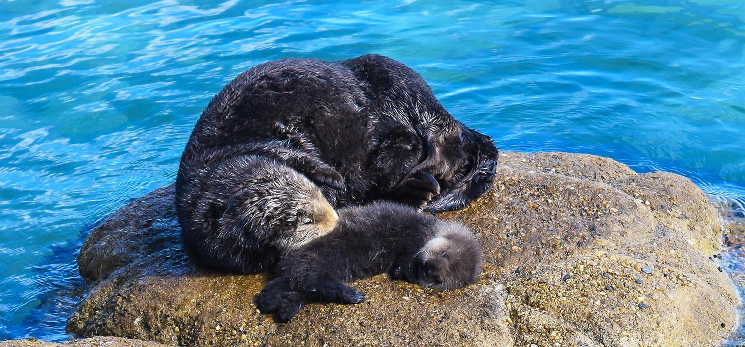 Marine Animal