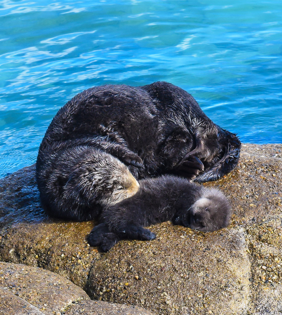 Marine Animal